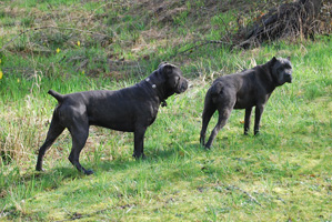 old world cane corso